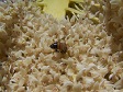 Bee Getting Pollen.jpg